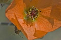 mallow bug